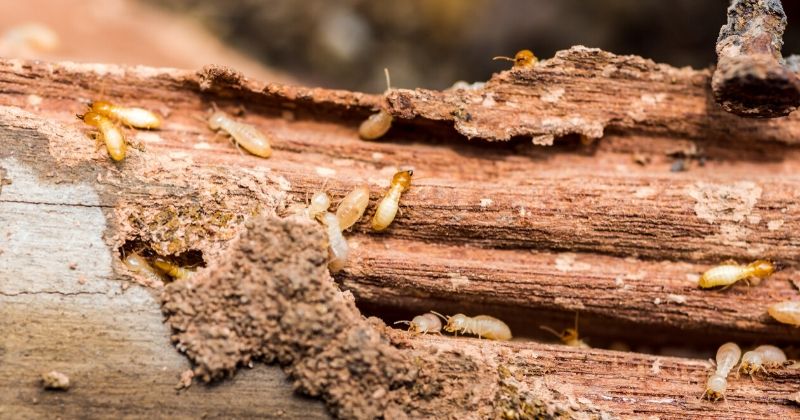 Termite Inspections on Oahu Are Critical